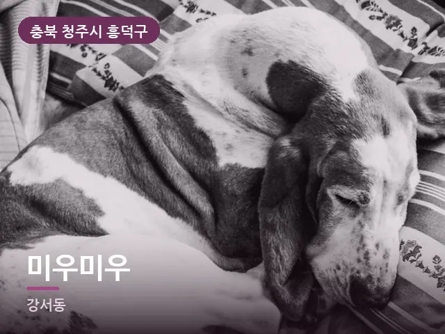 충북 청주시 흥덕구 미우미우 — 흰 베개